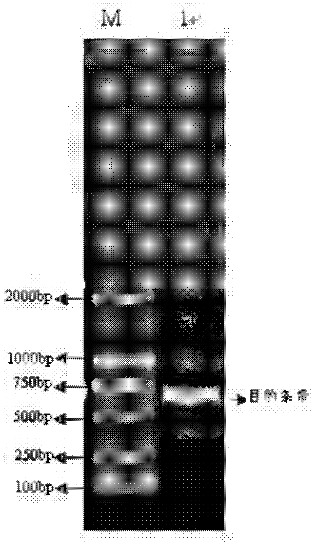 Porcine circovirus (PCV) type 2 Cap protein and preparation method thereof