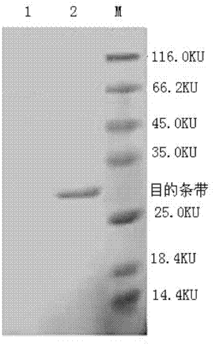 Porcine circovirus (PCV) type 2 Cap protein and preparation method thereof