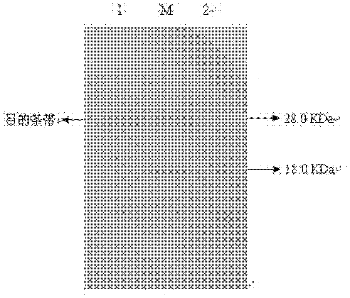 Porcine circovirus (PCV) type 2 Cap protein and preparation method thereof