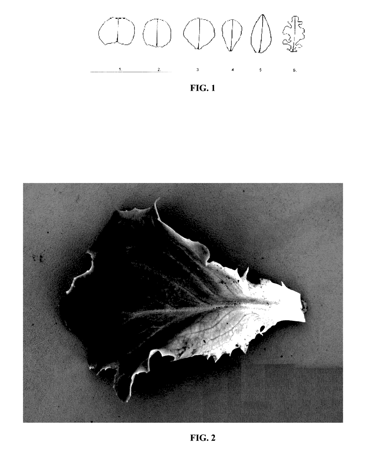 Lettuce variety 79-504 RZ