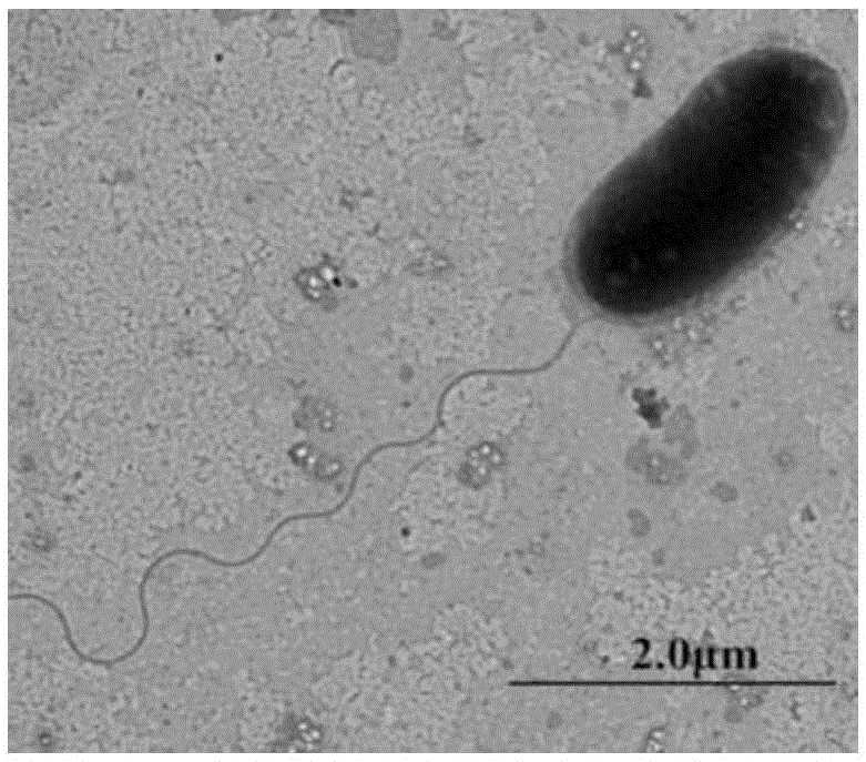 Penicillin sodium degrading bacterium PC-2 and application thereof