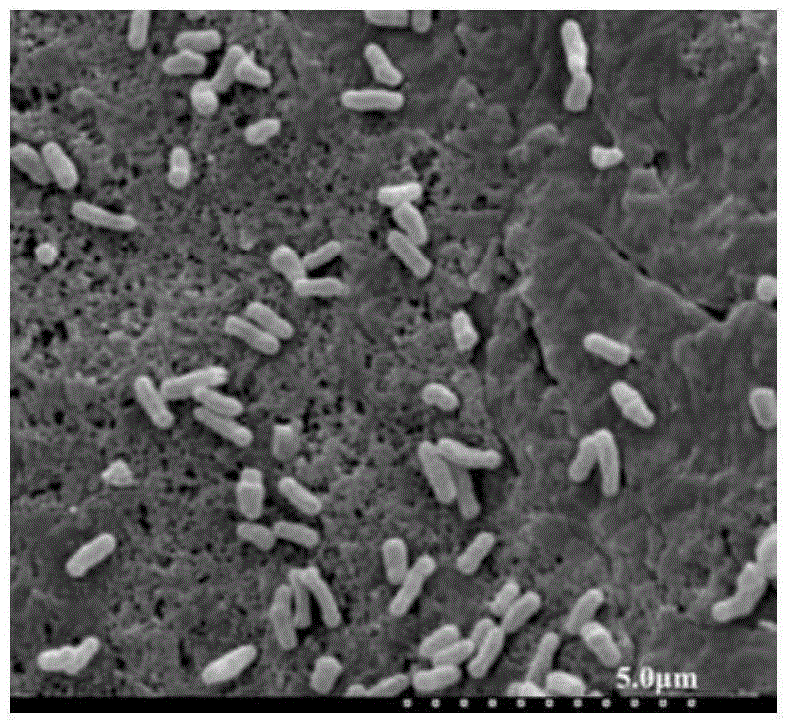 Penicillin sodium degrading bacterium PC-2 and application thereof