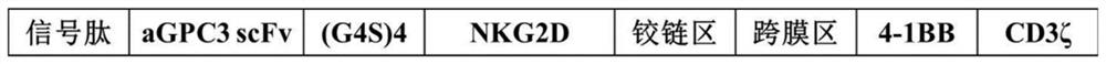 Enhanced immune cell and application thereof