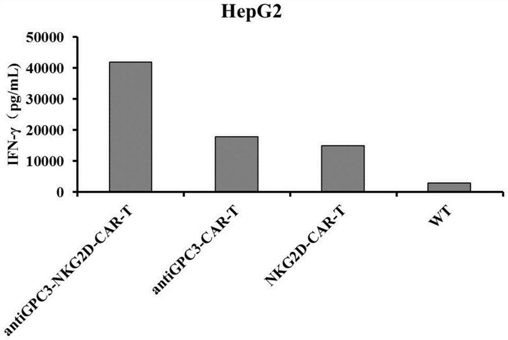 Enhanced immune cell and application thereof