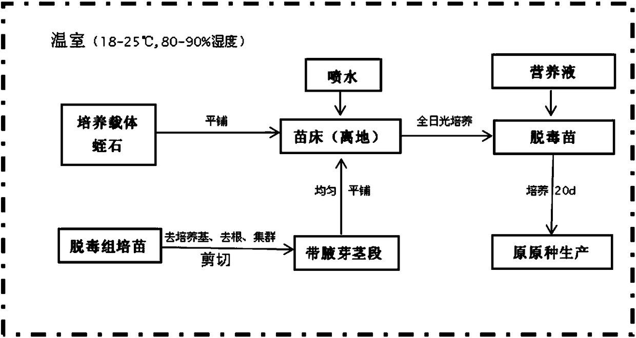 Open type factory rapid propagation method for detoxification seedlings of potatoes