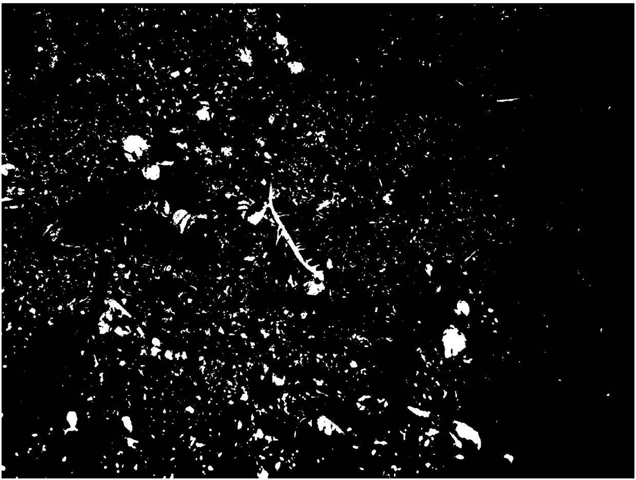 Open type factory rapid propagation method for detoxification seedlings of potatoes