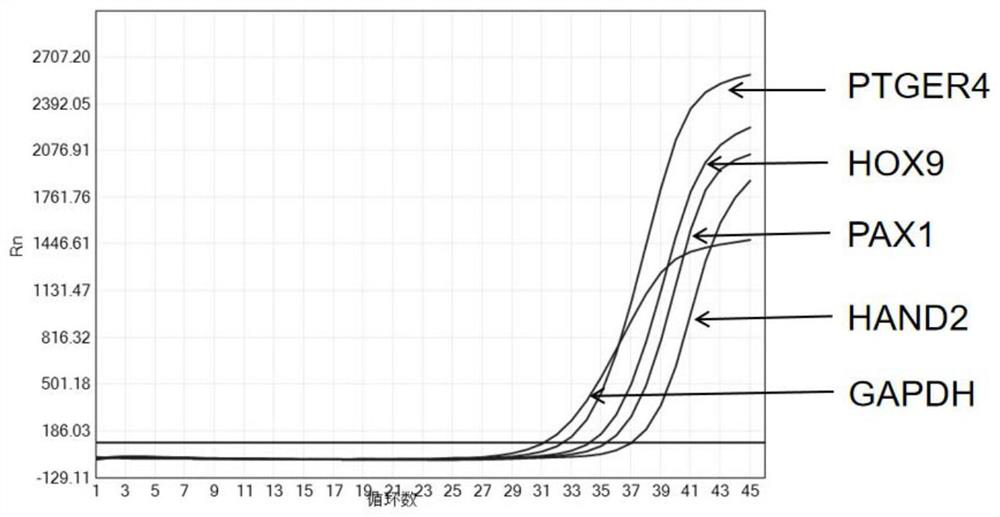 Composition and kit for methylation noninvasive early detection of gynecological tumours