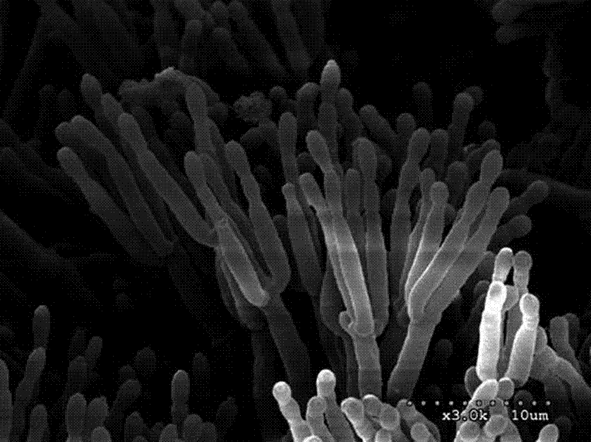 Penicillium vulpinum fungi strain and method for preparing levo 7-hydroxyl butylphthalide employing fungi strain