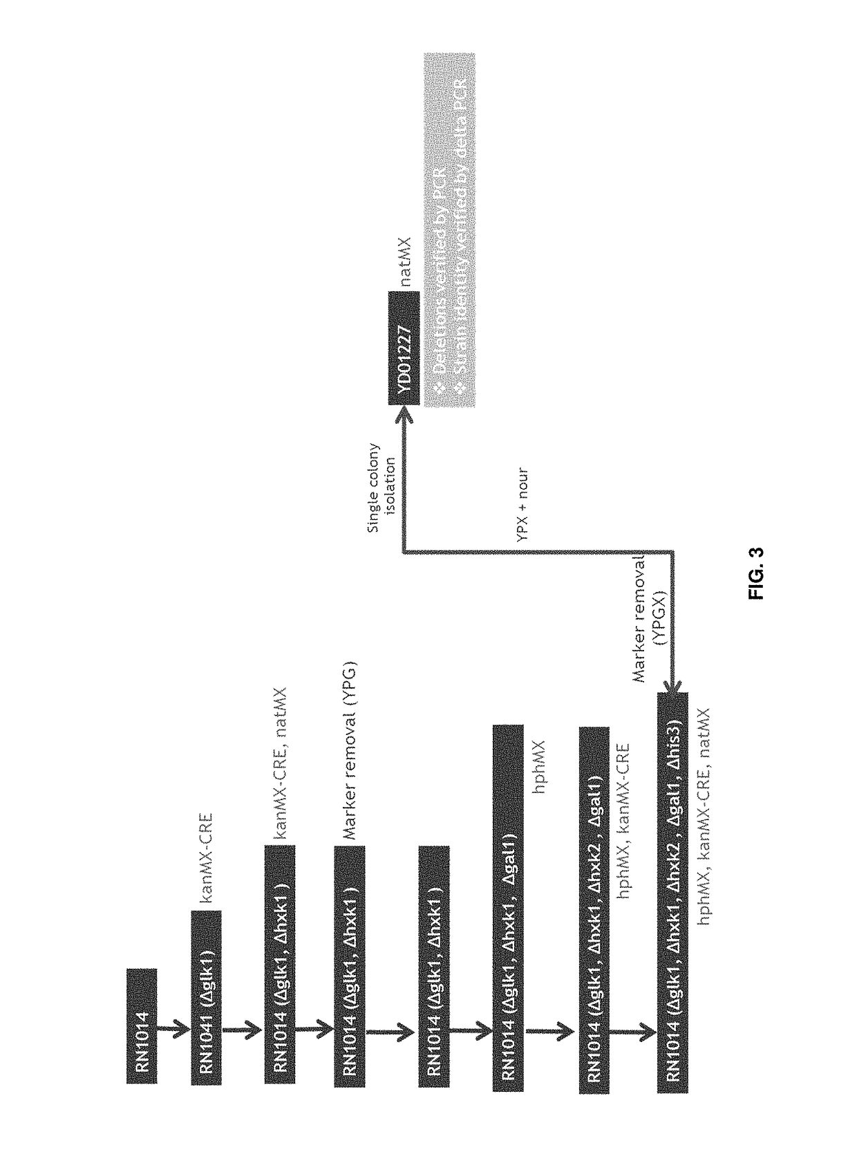 Polypeptides with permease activity