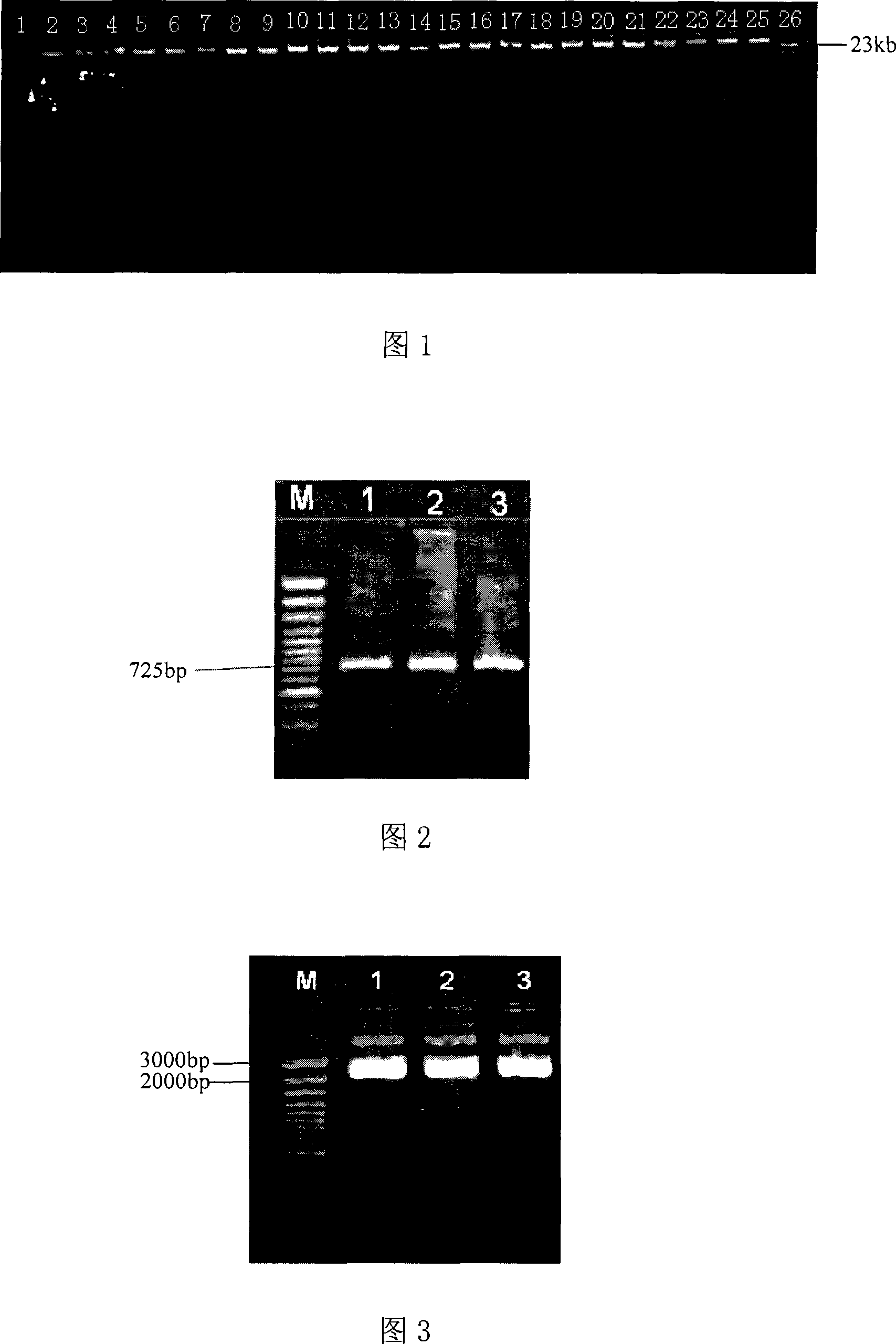 Cucumber female deseription related molecule label and uses thereof