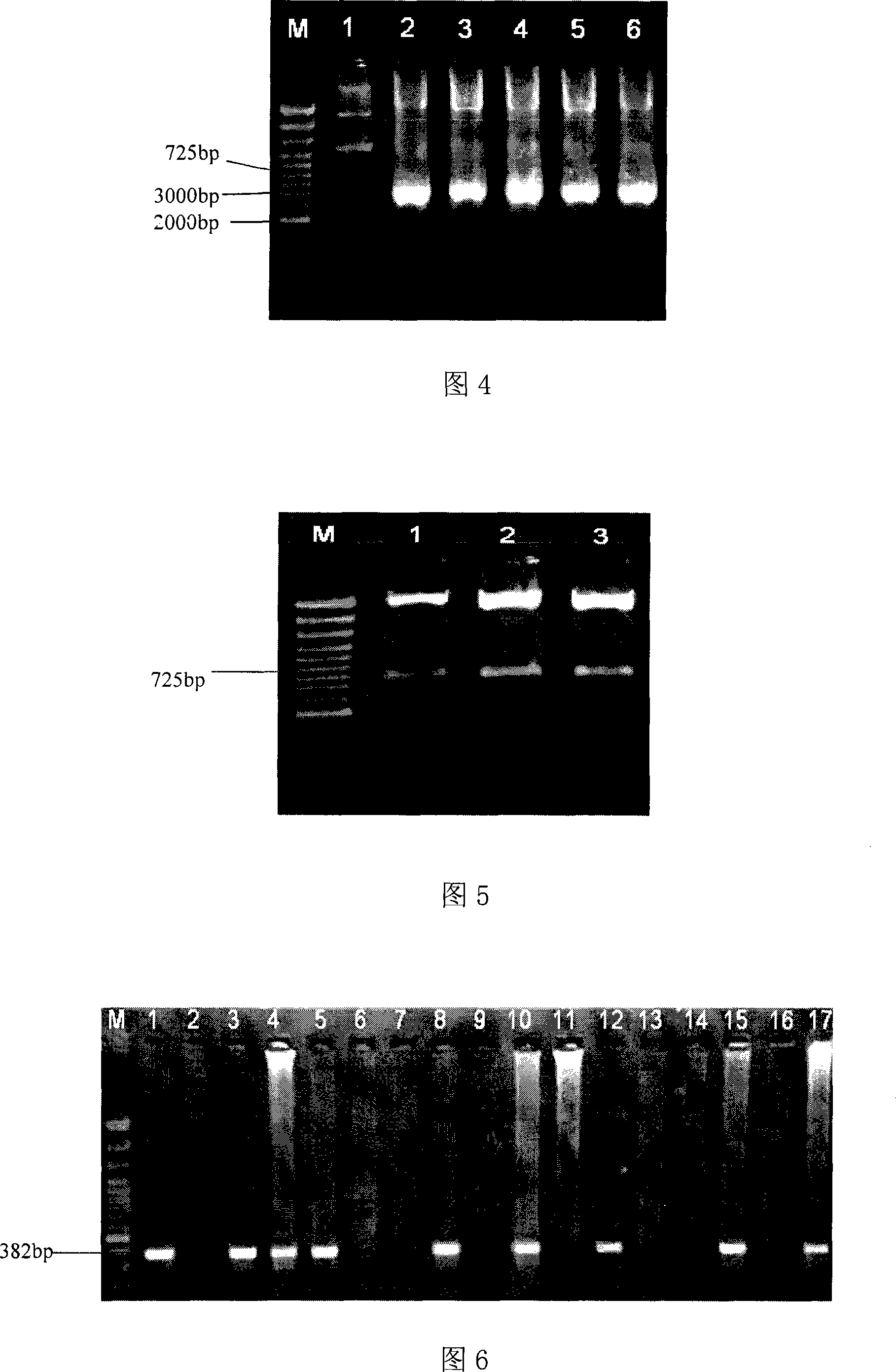 Cucumber female deseription related molecule label and uses thereof