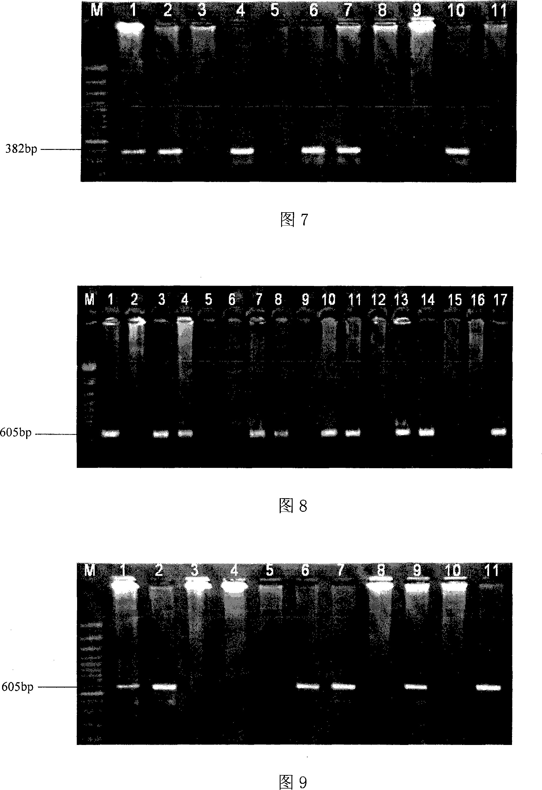 Cucumber female deseription related molecule label and uses thereof