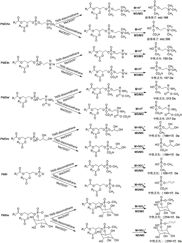 Phospholipid classification detection and quantification method based on stable isotope labeling