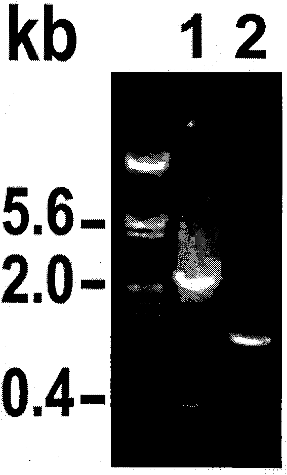 Gene deletion system for security control of transgene monocotyledon