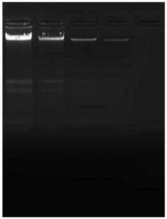 Nucleic acid releasing agent and nucleic acid on-site releasing method