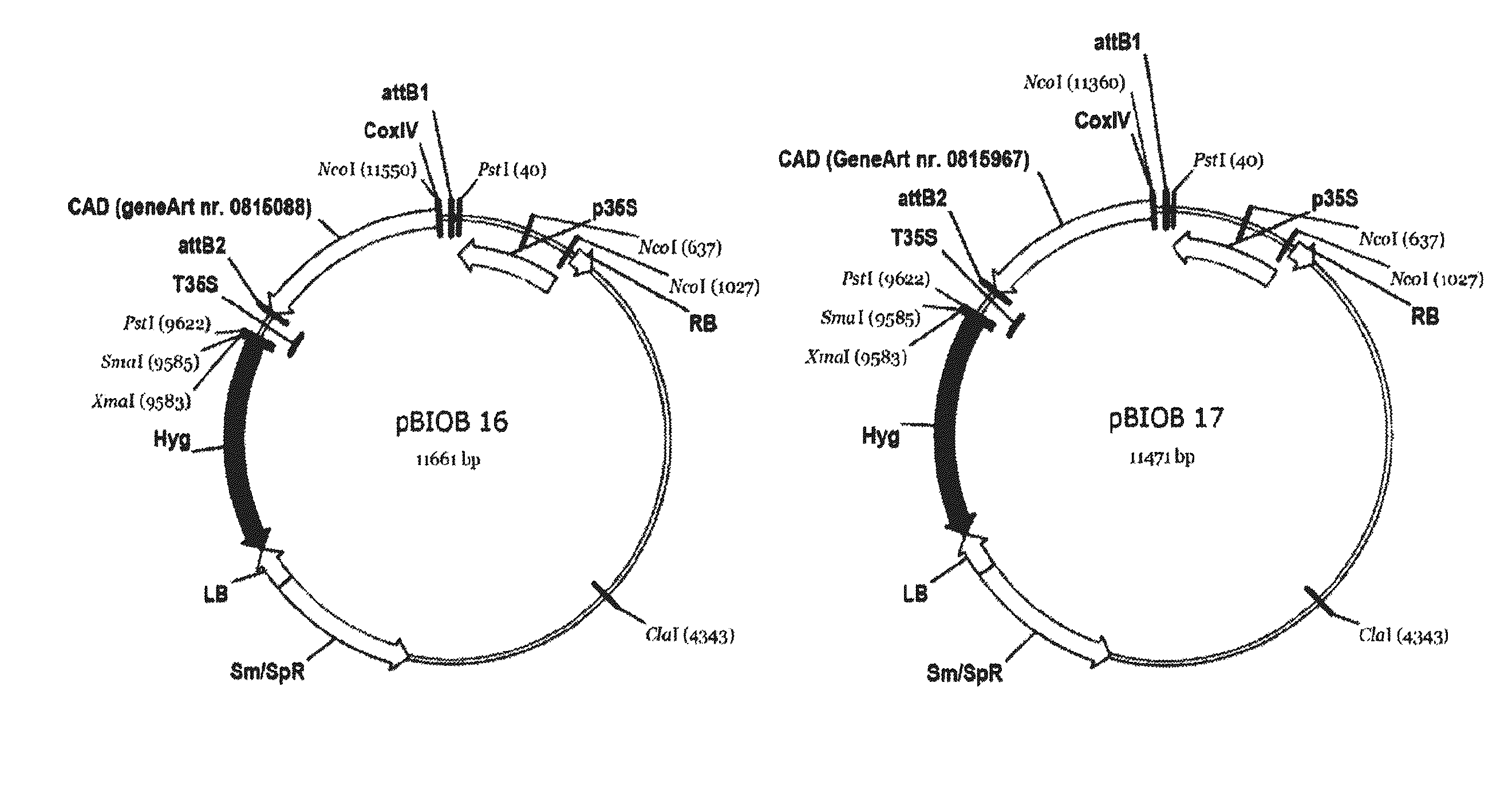 Nucleotide sequences coding for cis-aconitic decarboxylase and use thereof