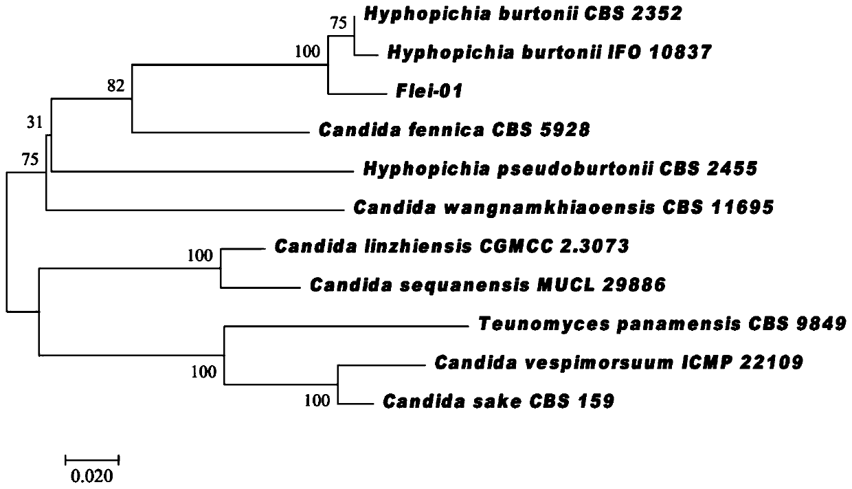 Pichia pastoris and application thereof