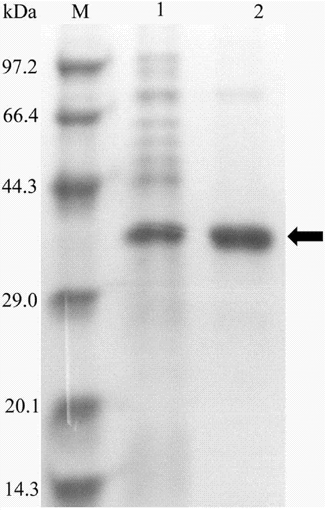 Novel esterase and its application