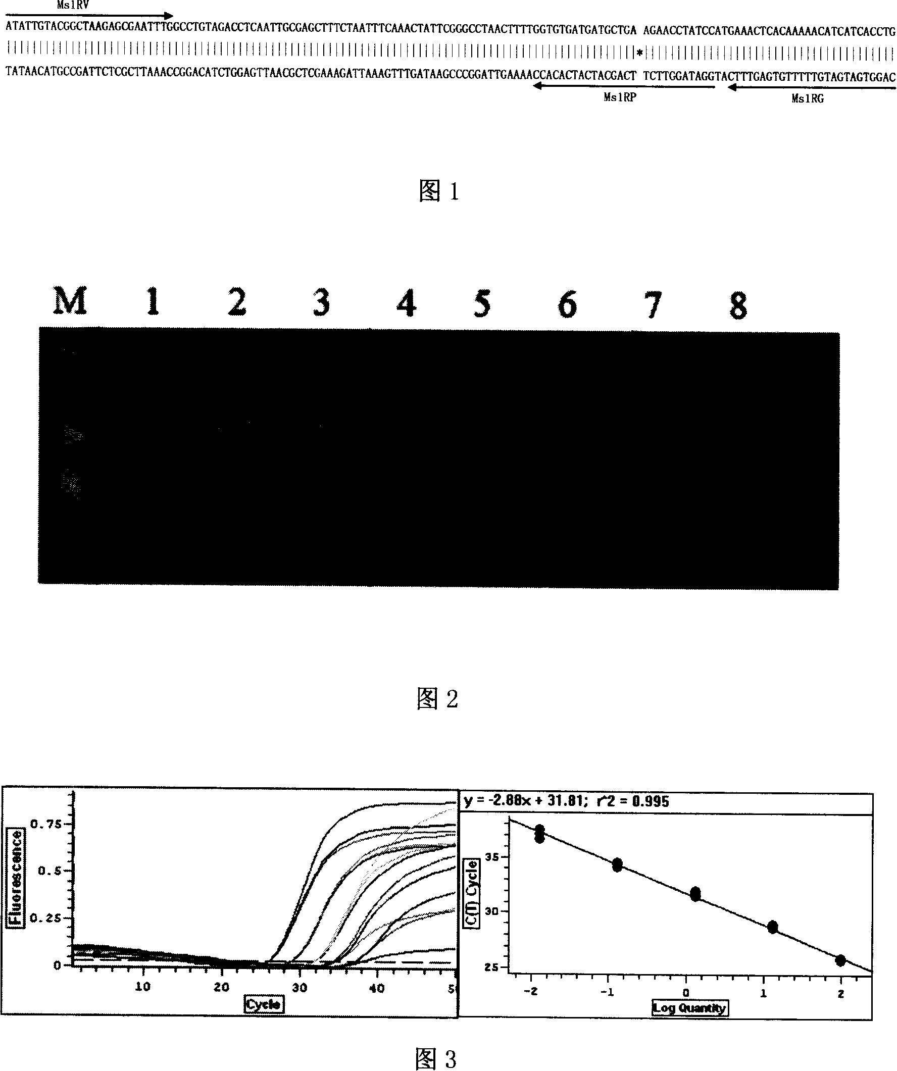 Flanking sequence of exogenous event inserting vector for transgenic rape Ms1 and its application