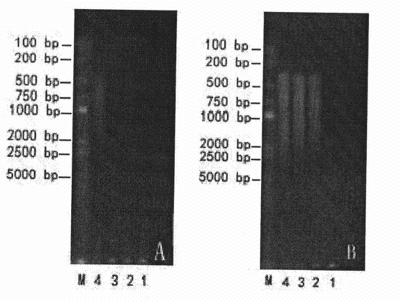 Method for separating cotton chromosomes