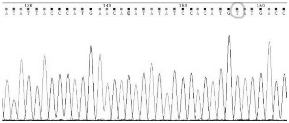 A gene detection kit for individualized medication of antiepileptic drugs and its application