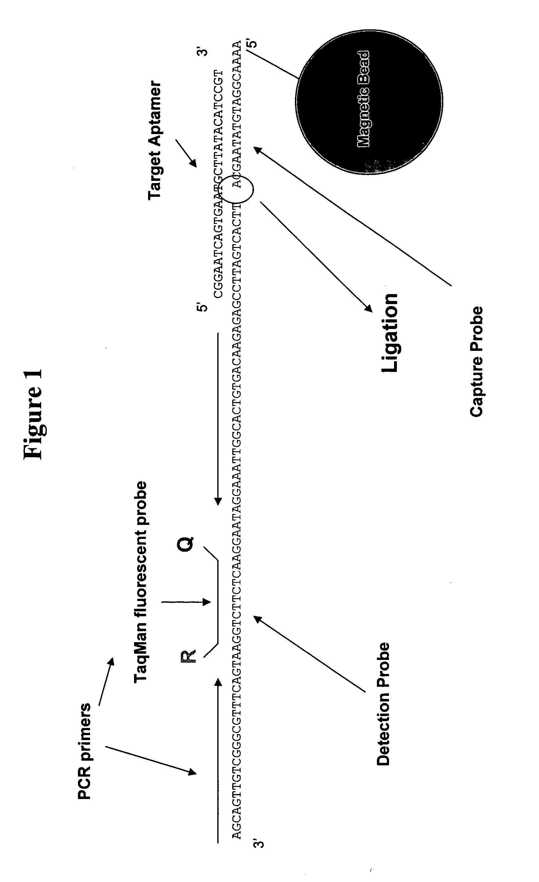 Detection of oligonucleotides by dual hybridization