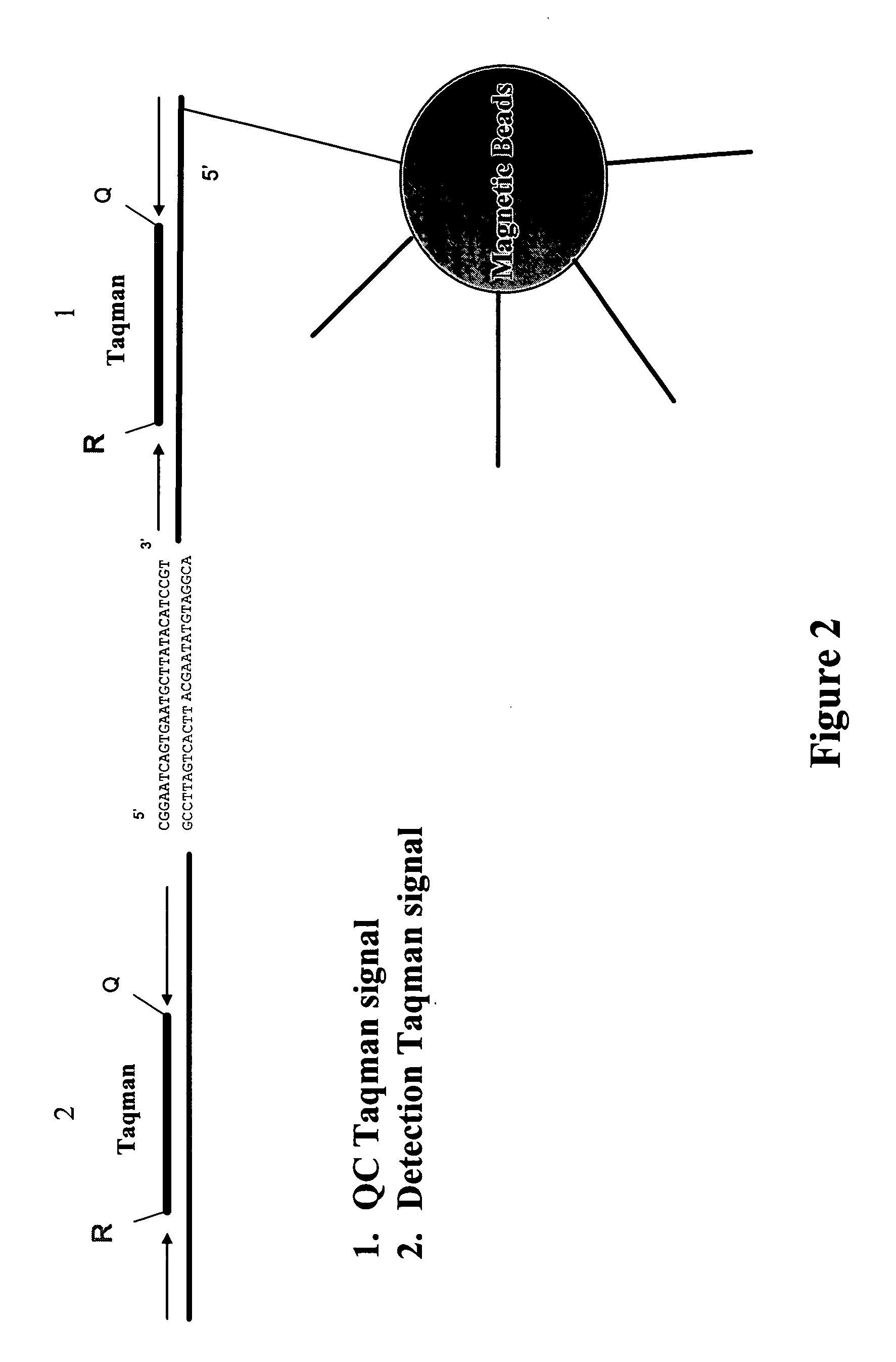 Detection of oligonucleotides by dual hybridization