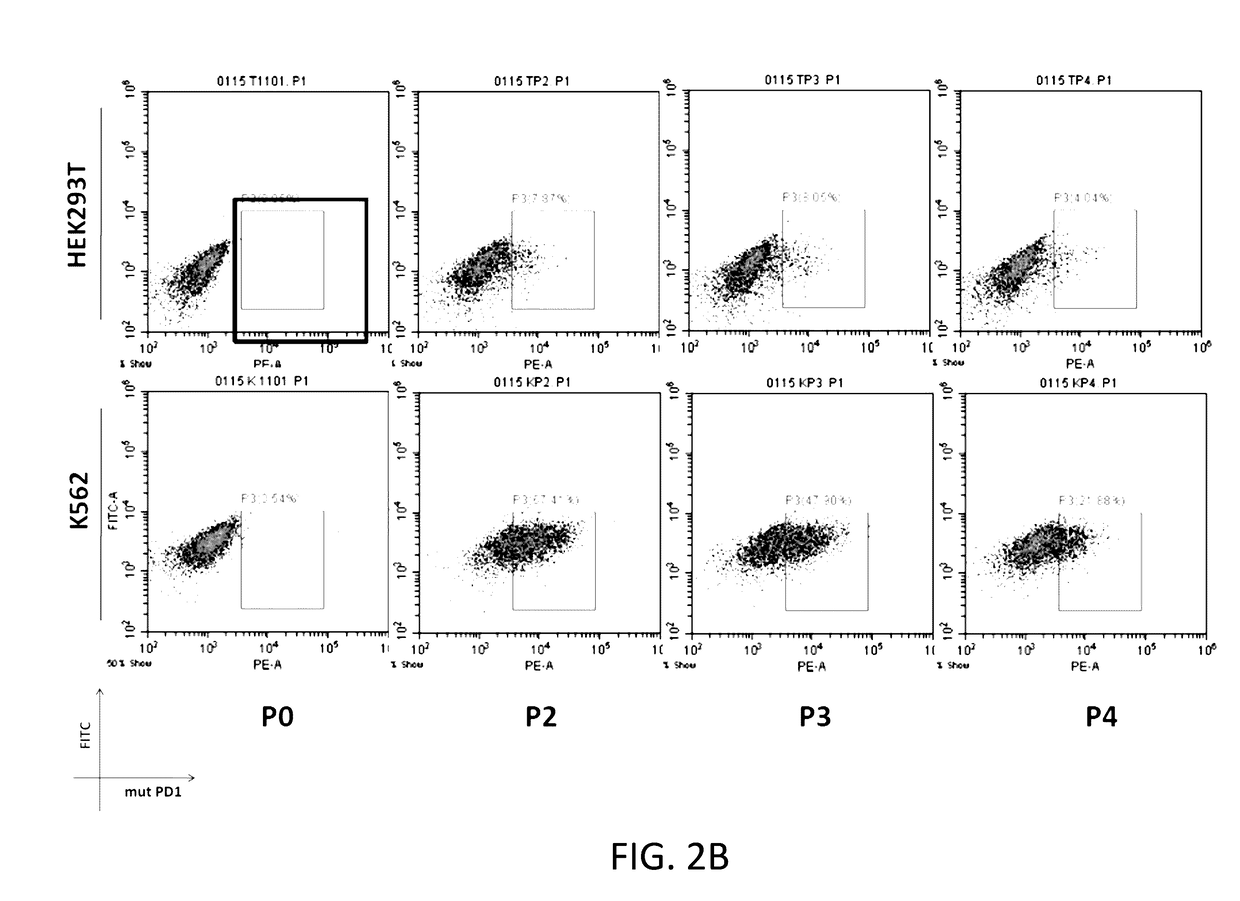 Reducing Immune Tolerance Induced by PD-L1