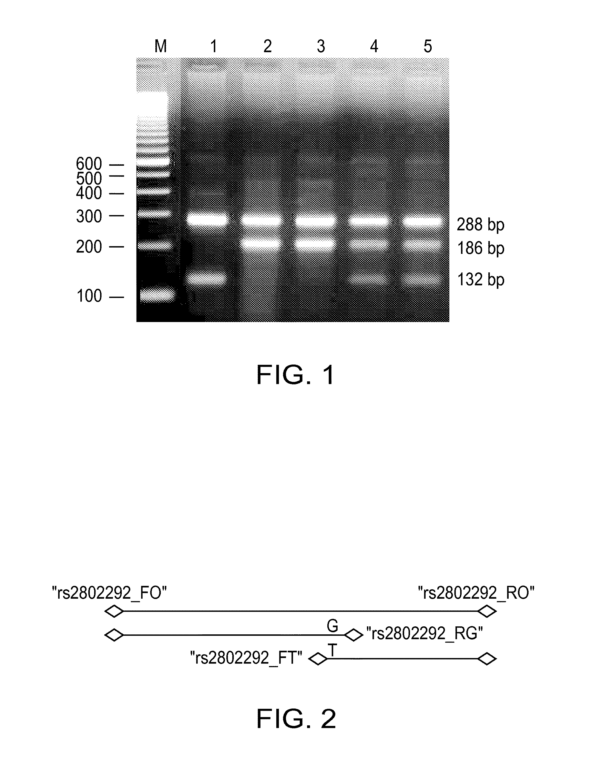 Method of Using FOXO3A Polymorphisms and Haplotypes to Predict and Promote Healthy Aging and Longevity