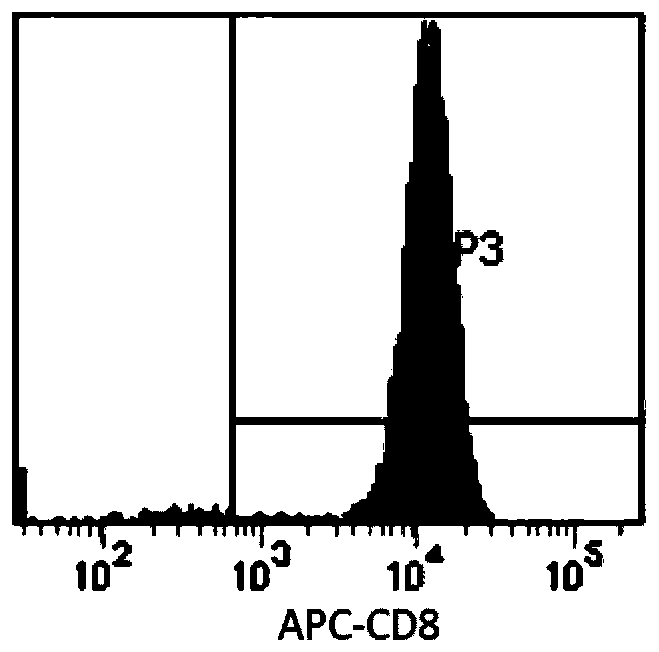 Method for expanding and culturing peripheral blood T cells in vitro