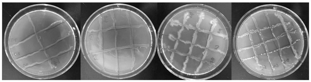 Cellulose degradation complex microbial inoculant as well as preparation method and application thereof