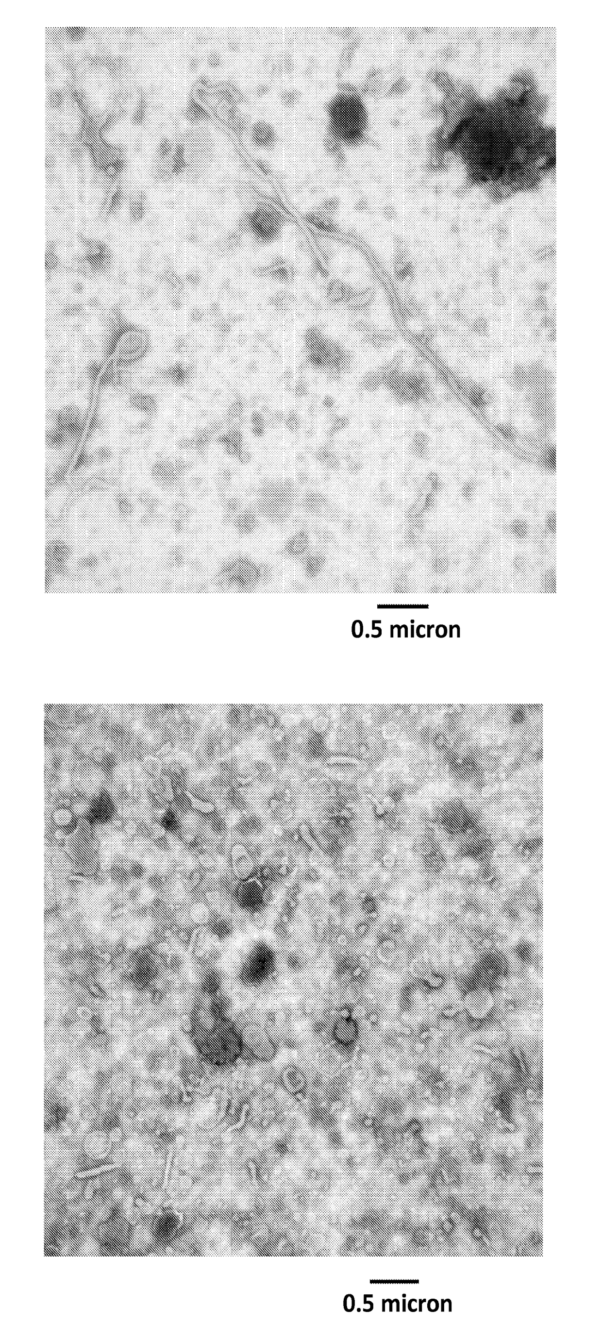 Thermostable, chromatographically purified nano-vlp vaccine