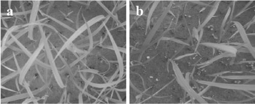 Grass suppression straw biomass-base degradable mulching film and application