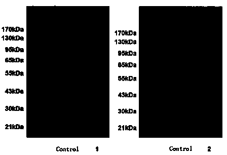 Thermophilic streptomyces hygroscopicus cDNA library construction, and expression and expression methods of two greenhouse farmer's lungpathopoiesia antigen polypeptides