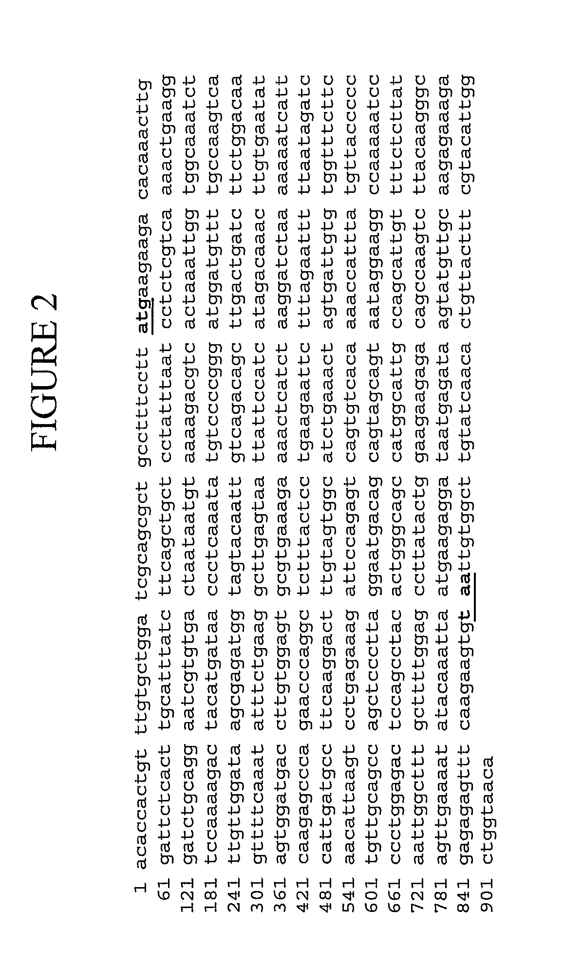 Membrane bound stem cell factor therapy for ischemic heart