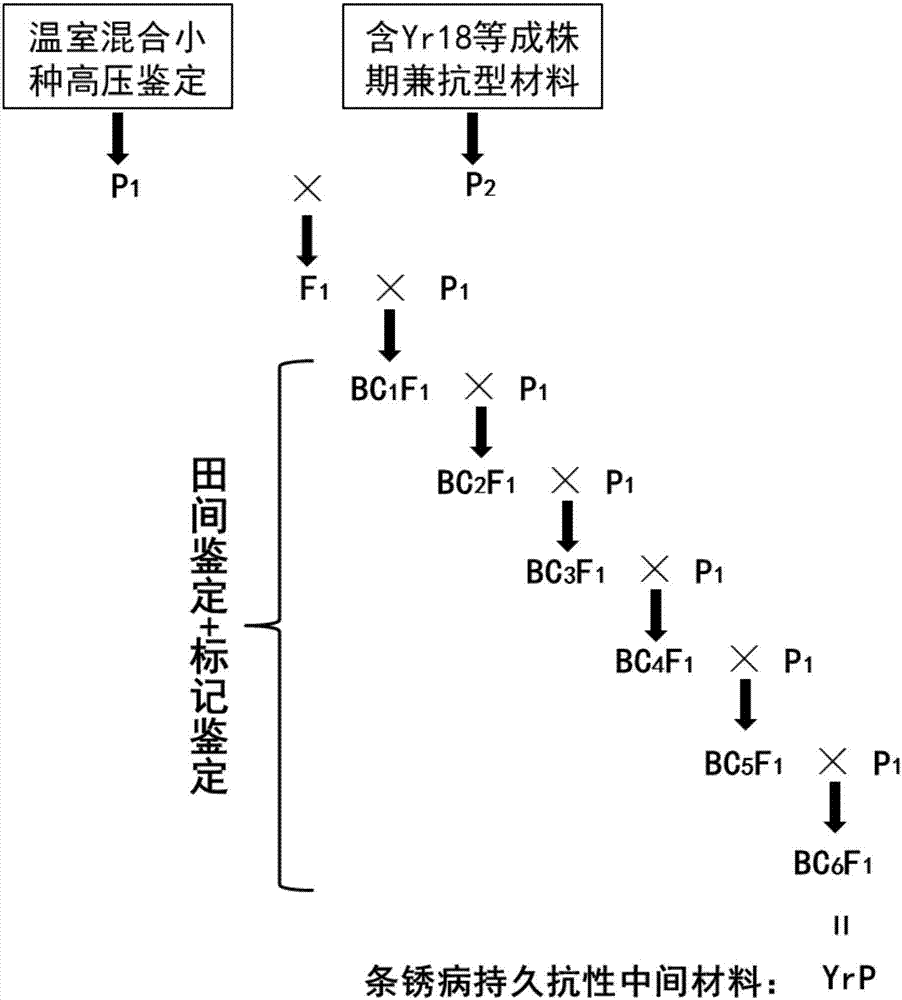 Method for breeding durable resistance material for wheat stripe rust