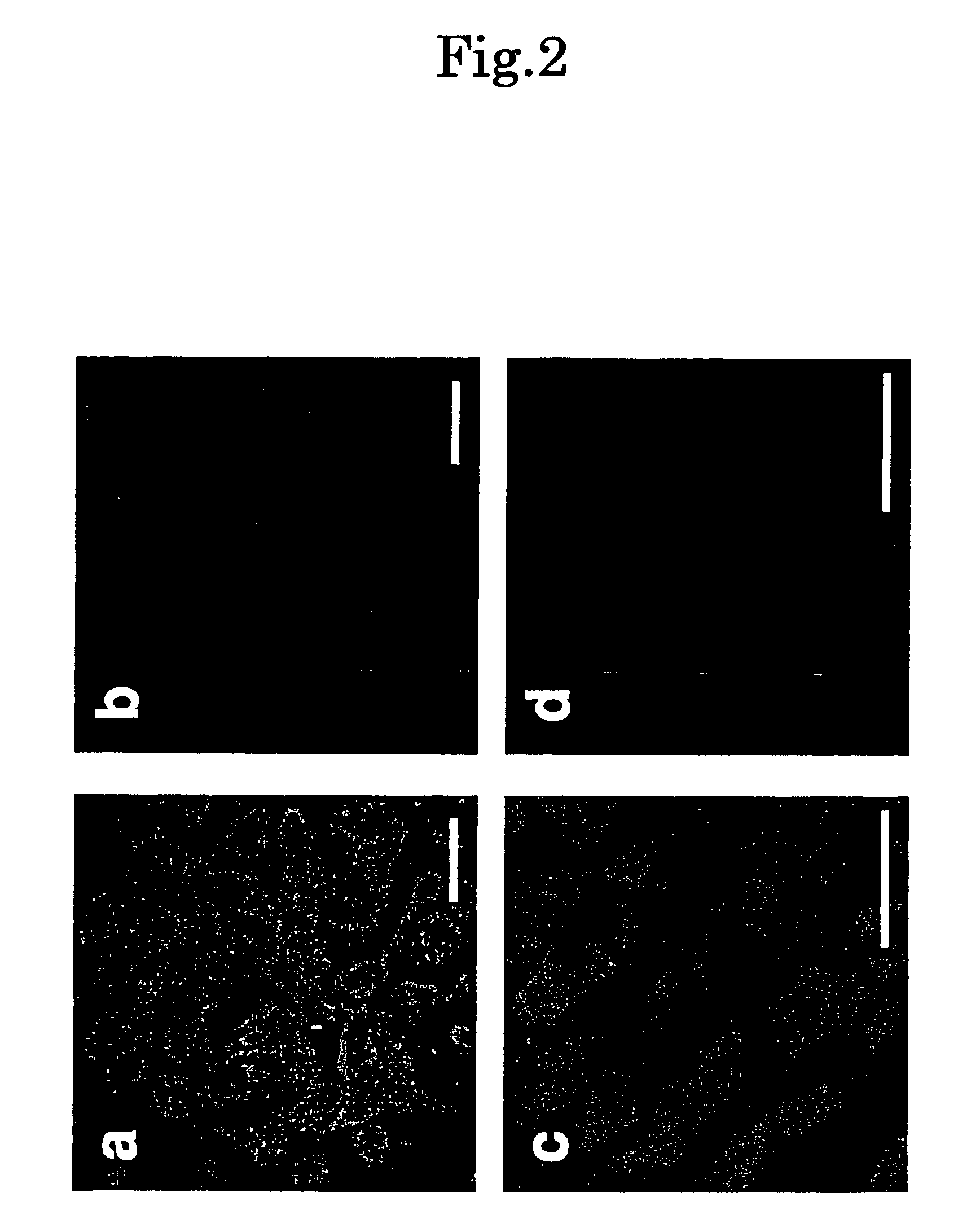 Bed material for cell culture, method for co-culture of cell and co-cultured cell sheet obtainable therefrom