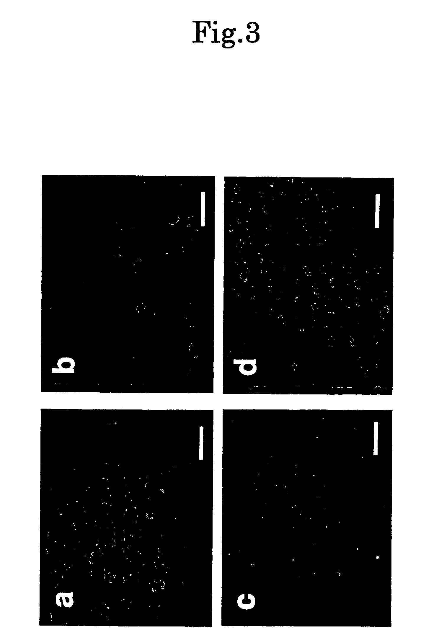 Bed material for cell culture, method for co-culture of cell and co-cultured cell sheet obtainable therefrom