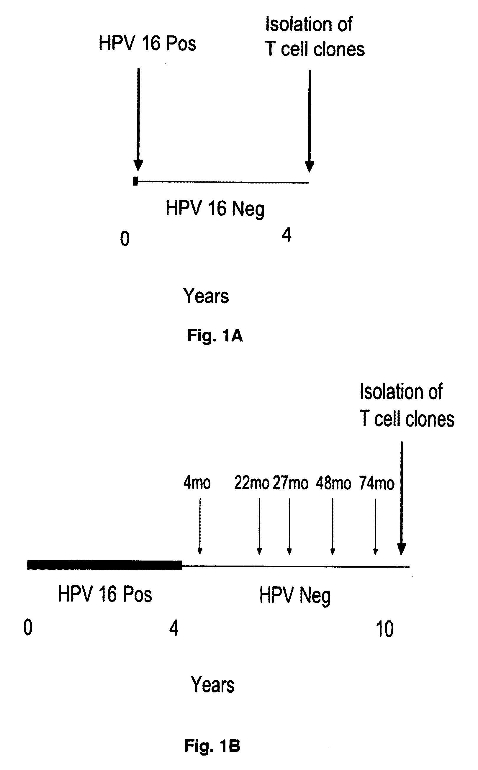 HPV E6 protein T cell epitopes and uses thereof