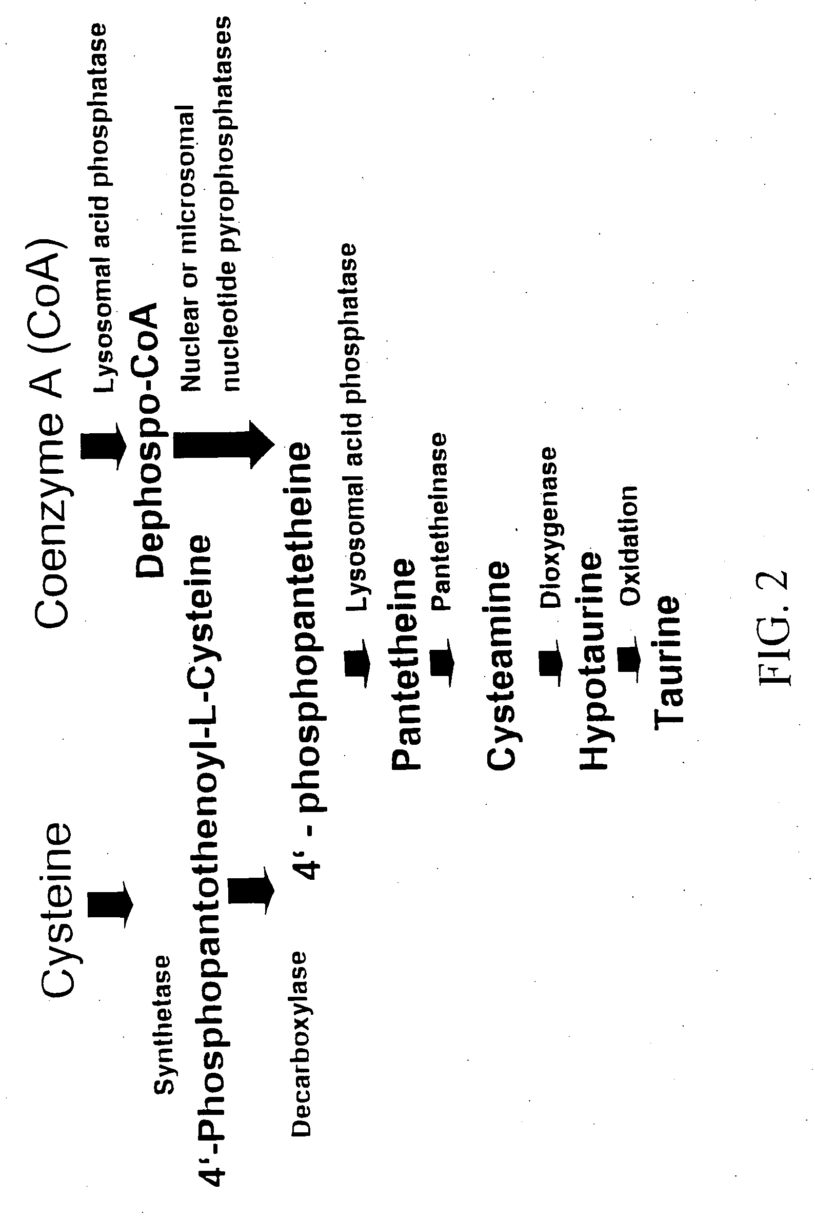 Materials and Methods for Improving Livestock Productivity