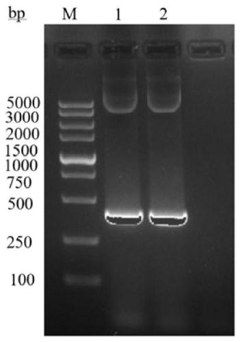 Kit and detection method for detecting titer of European PRRSV antibody