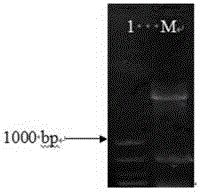 Method for obtaining transgenic alfalfa and special expression vector CPB-BAN-GFP thereof