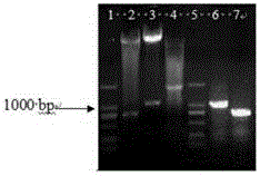 Method for obtaining transgenic alfalfa and special expression vector CPB-BAN-GFP thereof