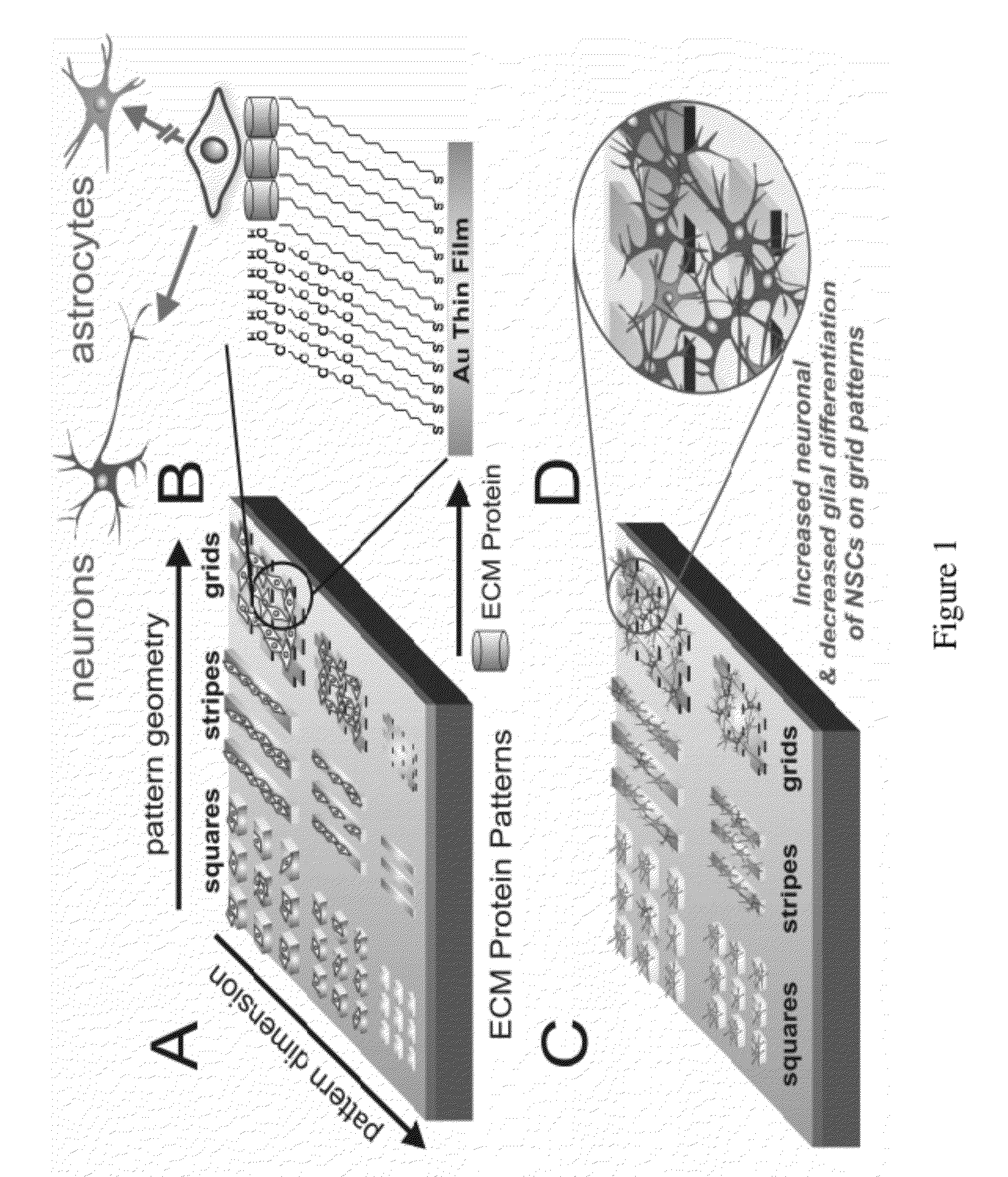 Stem cell differentiation using novel light-responsive hydrogels