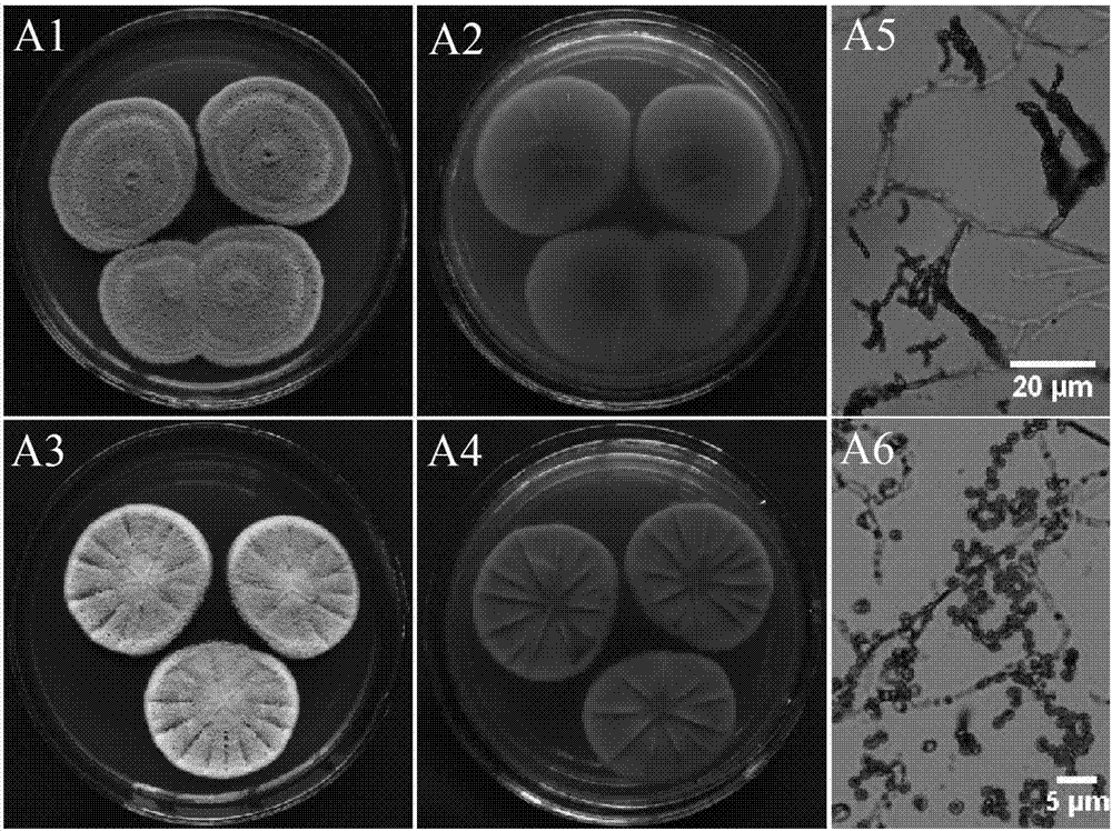 Penicillium griseofulvum and application thereof