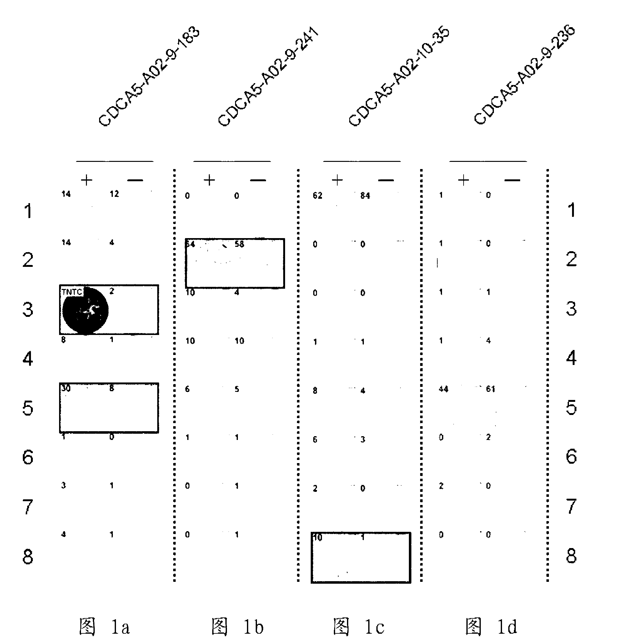 Cdca5 peptides and vaccines including the same