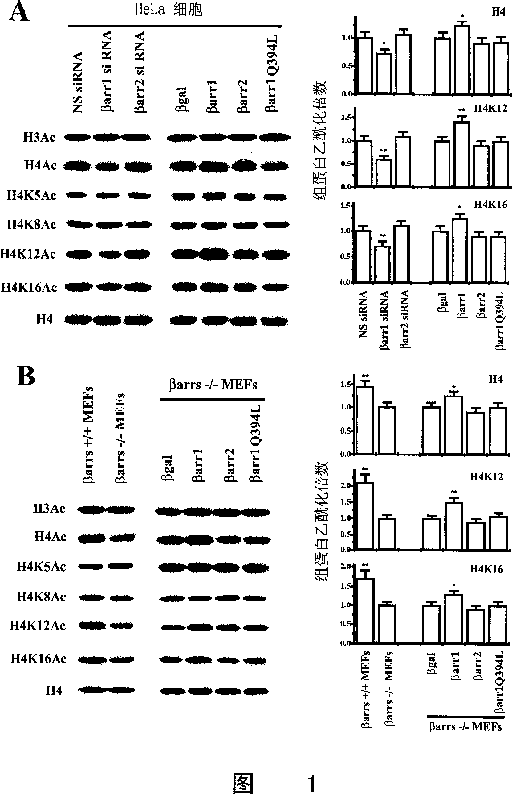 Application of beta-protein inhibitor in preparation of medicament for treating genetic correlated disease