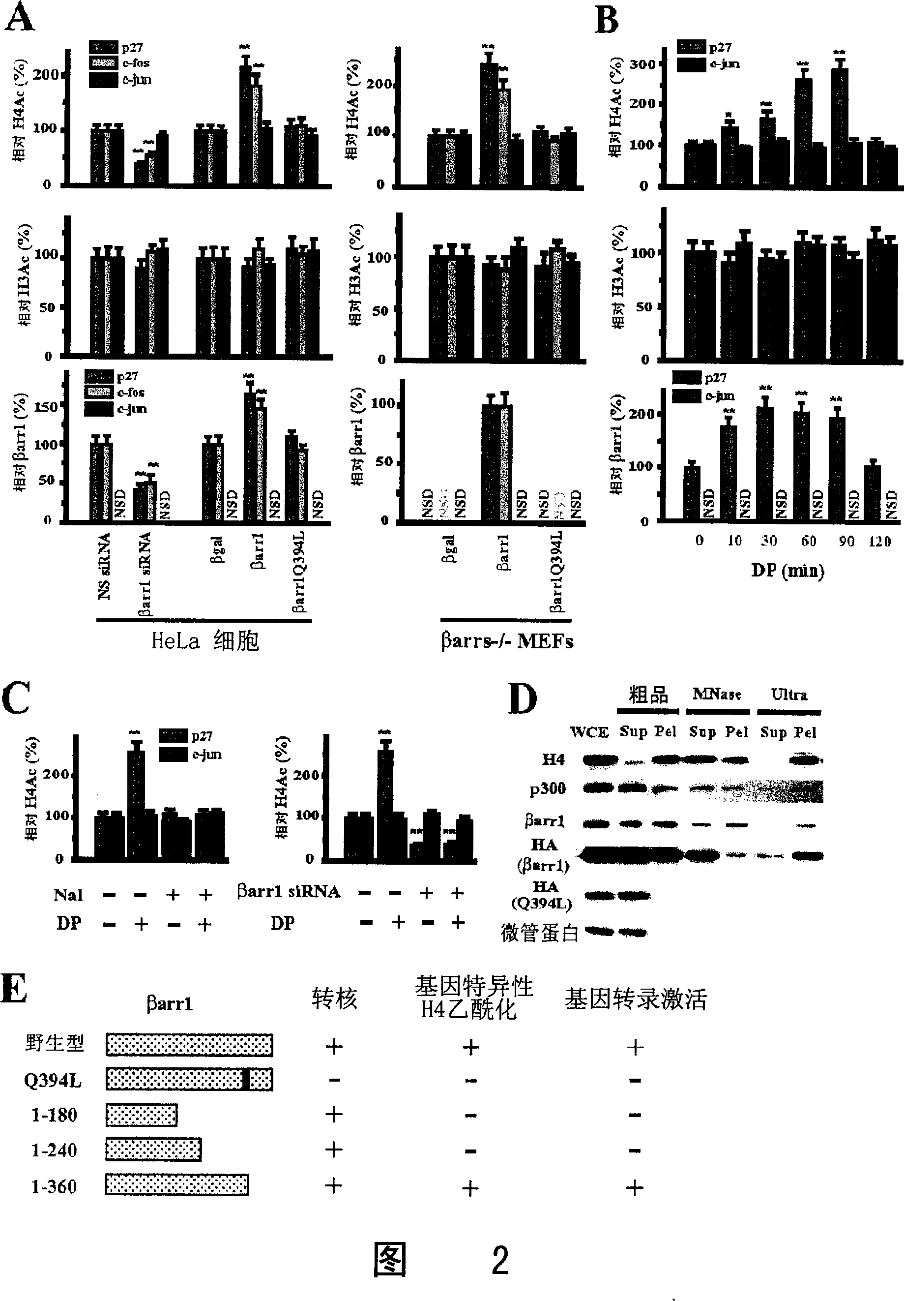 Application of beta-protein inhibitor in preparation of medicament for treating genetic correlated disease