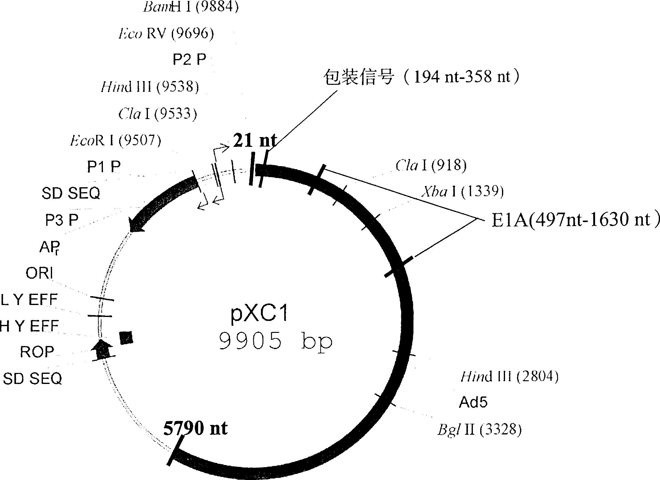 Recombination adenovirus construction body with deletion E1A code sequence and its use