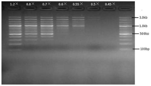 Nucleic acid fragment sorting and purifying reagent and method